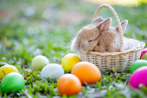 Bunny1