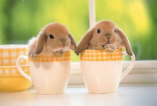 Bunny 2