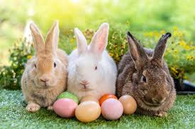 Bunny3